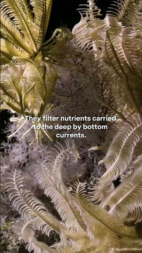 World Oceans Day