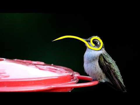The Amazing Truth About How Hummingbird Tongues Work