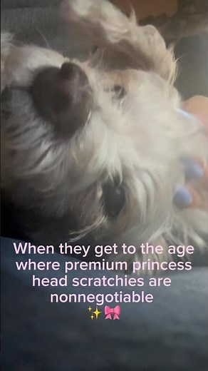 StephLux press-ons: head scratch-approved 💅🐾 #nails #seniordog