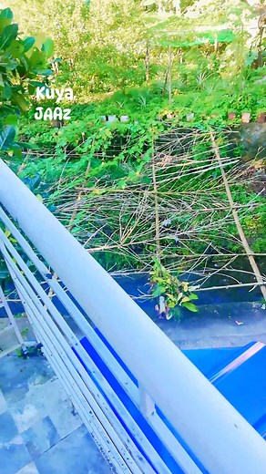 15 reactions · 20 comments | House Terrace Morning View. #morningvibes #beautifulplaces #houseterrace #RealQuezon | Jayson Adoviso Azogue | Facebook