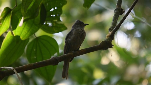 Screaming Piha (Lipaugus vociferans) | BIRDS & Nature