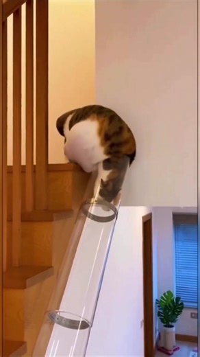 Cats are liquid 😺 | #cat #cats #funnycats #catvideos