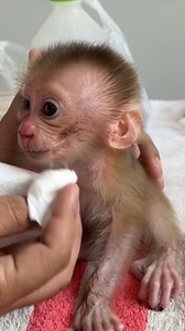 97K views · 2K reactions | Newborn Baby Monkey Hurly Daily | Monkey Pets | Facebook