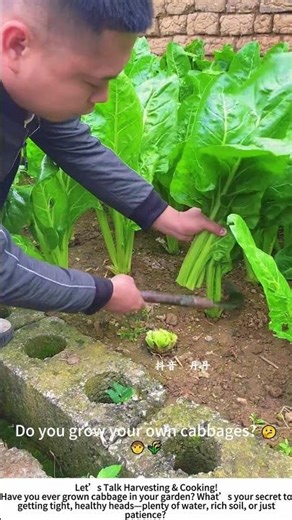 Harvesting Fresh Cabbage – A Clean Cut for a Crisp Harvest! 🥬🌿
