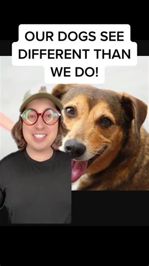 Understanding How Dogs See Colors - Pet Facts!