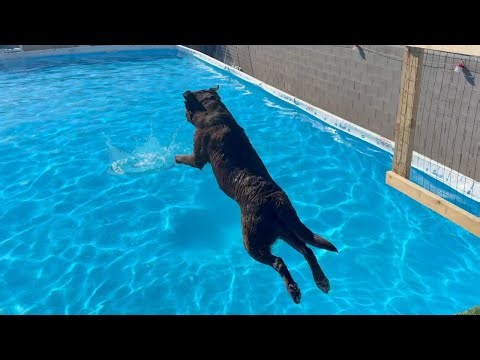 MY LABRADOR GOES DOCK DIVING!