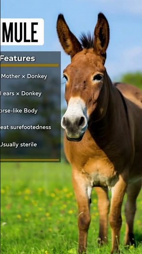 difference between mule and donkey #animals #wildanimals
