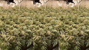 1.5K views · 38 reactions | Commercial Cannabis Grow from Veg to Harvest Indoor Growing By Spider Farmer SF1000LED Grow Light(16XSF1000LED in 8X8ft room) Spider farmer SF1000led: USA：https://www.ebay.com/itm/124193042704 Canada: https://www.ebay.ca/itm/124202754844 AU:https://www.ebay.com.au/itm/183933683632 UK/DE/EU:https://www.ebay.co.uk/itm/223606505877 | Spider Farmer LED | Facebook