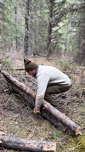 Hauling firewood for camp #firewood #campingadventure | Nature Daddy