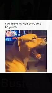 Cute & Funny Dogs: Hilarious Dog Moments Caught on Camera