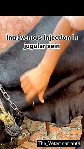 Intravenous injection in jugular vein | #viralvideo #trending #subscribe #subscribe #shorts 🫶😅