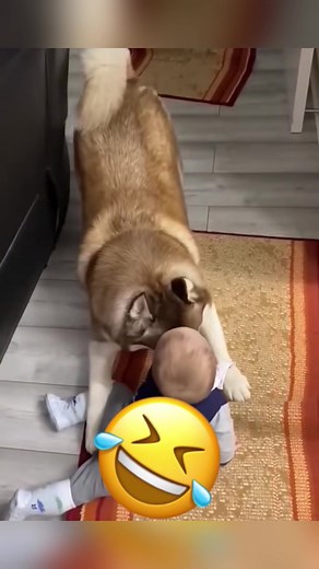 Talking Dog and Cat: Hilarious Animal Voiceover Moments