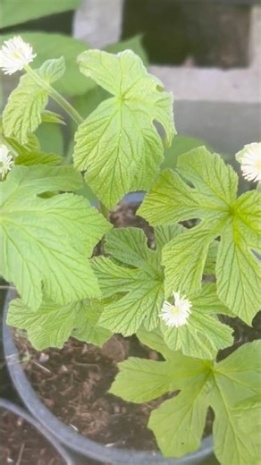 Maximizing growth of Goldenseal (Hydrastis canadensis)