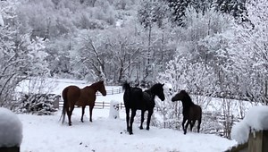 359K views · 10K reactions | Here’s a fun slo-mo video of some of the Rosemary Farm horses enjoying the snow! | Rosemary Farm | Facebook