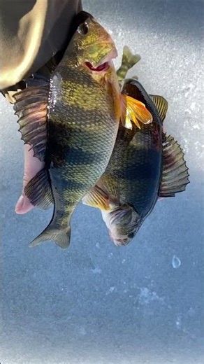 Catch and Cook: Perch Tacos