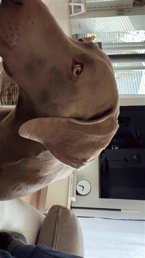 Weimaraner Dog Love: A Fun Look at Home Life