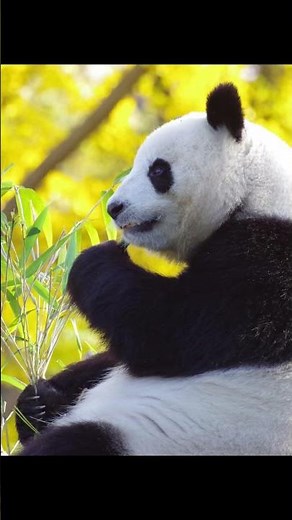 Los Osos Panda: Comilones Incansables y Tesoros en Peligro