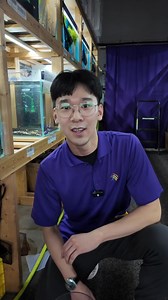 Get your Ginga Rubra Guppy! (Poecilia reticulata): https://yourlocalfishstore.com/products/ginga-rubra-guppy-poecilia-reticulata-large-xl-aquarium-glaser | April's Aquarium