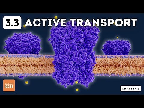 IGCSE Biology - Active Transport (3.3)