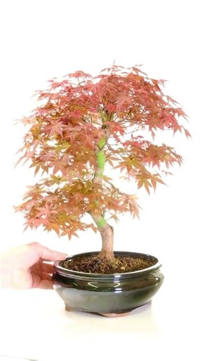 Phenomenal Japanese Red Maple Bonsai - Vivid Colours | Deshojo