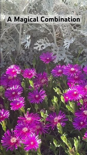 A Magical Combination ~ Delosperma and Dusty Miller