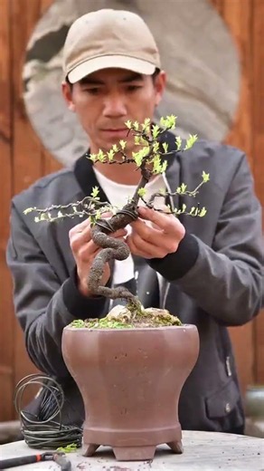 Let's learn bonsai together. Pruning and shaping of the golden bullet bonsai