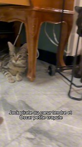 2 Mon Chat Pitre, 15 chats sauvés de refuge devenus libraires....une idée folle au départ qui est devenue une aventure incroyable aussi grâce à vous tous! L'ouverture de Colmar a été un grand succès et la ronron librairie imaginée par Caroline est un havre de paix, un lieu plein de charme qui respire le bonheur🙏😻 Merci à notre partenaire @royalcaninfrance de nous accompagner dans ce nouveau chapitre. 🐈‍⬛📚🐈‍⬛❤️ | Mon Chat Pitre
