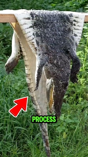Turning a Wild Crocodile into a Masterpiece!