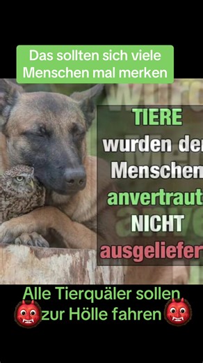 Lua❤️🐕❤️🐈❤️ (@lua.tierhilfe)’s videos with Powerful songs like action movie music - Tansa