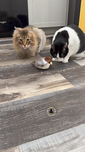22K views · 1.1K reactions | My cats are obsessed with this bird  | Jasmiine And Dapper | Facebook