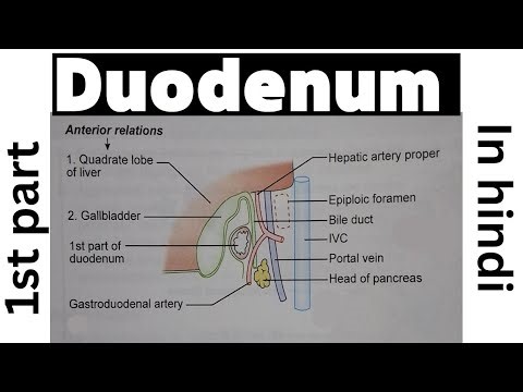 Duodenum [Part 2] | 1st part of Duodenum |MBBS 1st year Anatomy