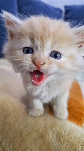 Adorable Kitten | Meo Meo | #animalfriendship #cuteanimals #animalvideos #cat #kitten #animalworld