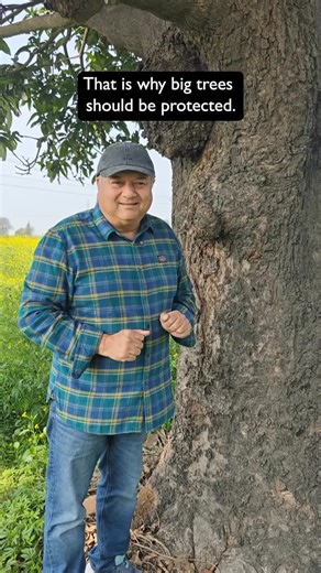 Peepal Baba on Instagram: "I have spent years planting small saplings and protecting them from harsh weather and daily challenges. But when I stand next to an old tree like this, I feel small. It has lived through changes that people have forgotten. Cutting such a tree means removing decades of time and growth that cannot be recreated in one lifetime. 🌱 [Peepal Baba, Peepal Baba Says, environment, biodiversity, ecosystem, perching, native trees, climate change, ecological restoration, save our