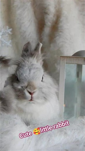 A cute little rabbit🐇🐰# sound🥰#love #rabbit