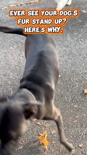 Ever notice your dog’s fur suddenly stand up along their neck or back? Those are hackles — and they’re one of the most misunderstood canine signals. Hackles don’t automatically mean aggression. They’re part of the body’s natural fight-or-flight response, and they can pop up during fear, stress, excitement, happiness, alertness, or conflict. In other words… it just means your dog’s nervous system is activated. Understanding this small detail can help you read your dog more accurately and respond 