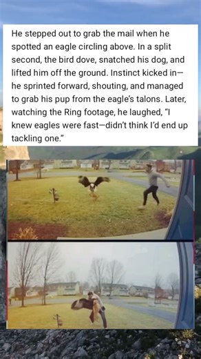 Terrifying Moment an Eagle Tried to Take My Pup