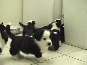 Cosmarul Pisicii : http://www.youtube.com/watch?v=RVNJSbxAqhQ