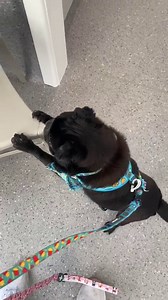 2.2K views · 338 reactions | ADOPT US! www.pugrescue.org.au/available-pugs We would love to all have homes for Christmas... Furever families are all on top of our SantaPaws wishlist… Go to our website... To find a puggy that suits your home just right.... www.pugrescue.org.au/available-pugs | PUG RESCUE & ADOPTION VICTORIA INC. | Facebook