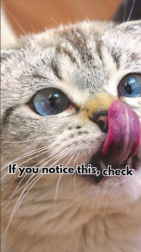 Teeth Grinding in Cats A Hidden Signal of Stress