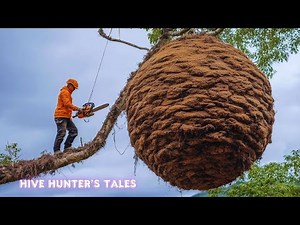 Secrets to Safely Harvesting Giant Honey Bees | wild honey Harvesting with Ancient Forest Techniques