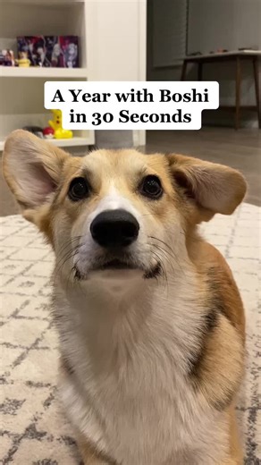 Celebrating Boshi's 1st Barkday with a Year Recap! 🎉
