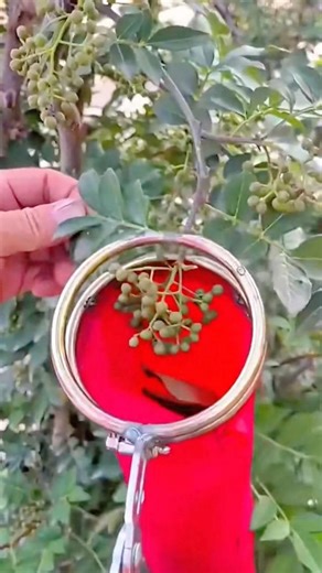Harvesting Small Fruits Easily Using a Handheld Fruit Picker with a Collection Bag #shorts