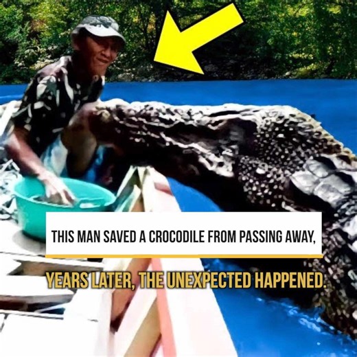 This Man Saved A Crocodile From Passing Away. Years Later, The Unexpected Happened. | Trending Videos In The World
