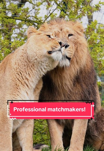 Valentine's Day Love at the Zoo