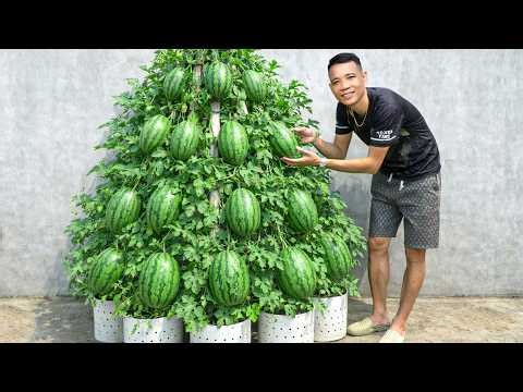Growing Watermelon Hanging Pyramid For Beginners 🍉 Easy Method For Big, Sweet Fruit