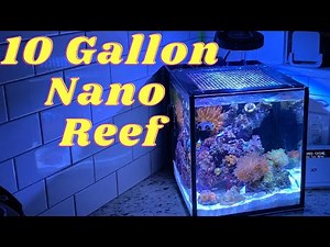 Nano Reef Update! Innovative marine 10 gallon