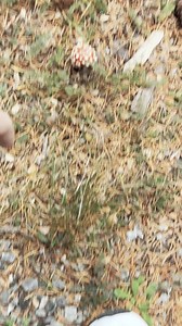 681K views · 16K reactions |  sound on | Mr Sam Cotton | Facebook