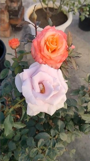 Most beautiful roses #beautifulblooms #naturelover