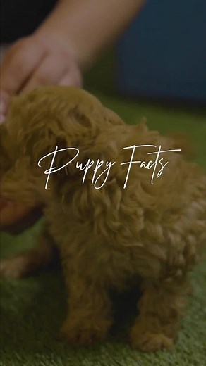 🐶💡 Did You Know? Dive into the fascinating world of puppies with these fun facts! From their super senses to their need for companionship, every quirky trait makes our Bundabella puppies uniquely adorable and endlessly interesting.