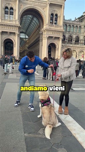 Test: Does your dog choose you or me?